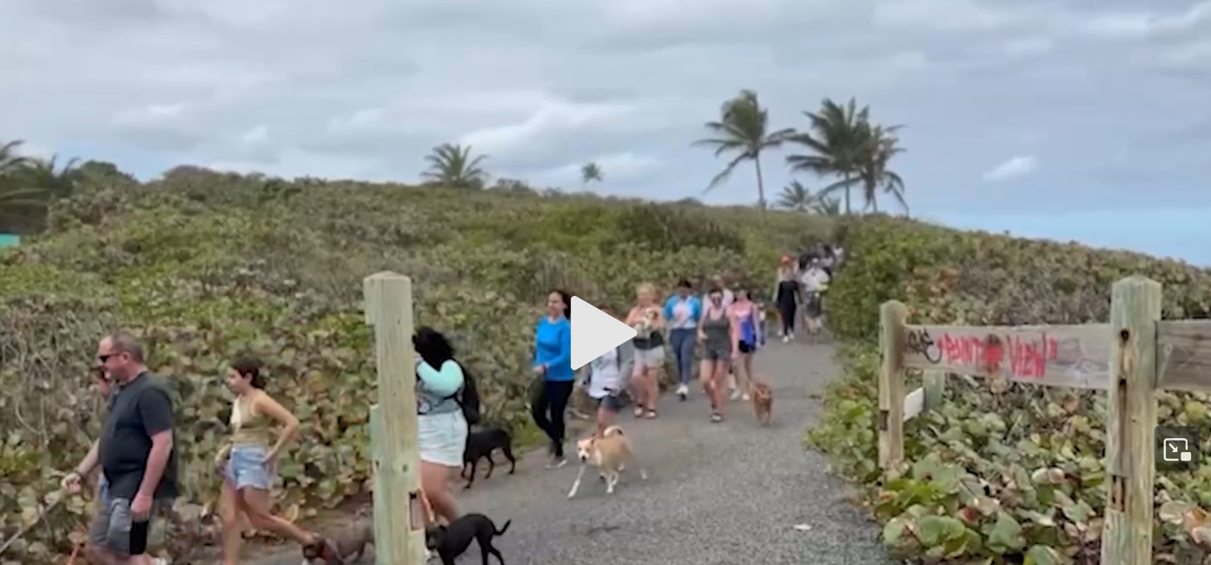 people walking dogs on a Puerto Rican boardwalk
